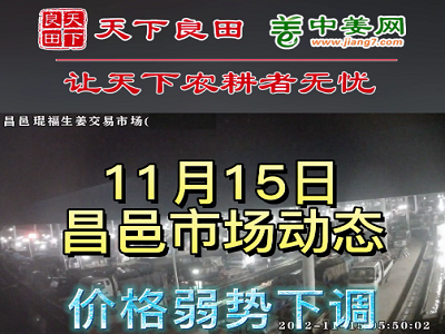 11月15日 昌邑生姜交易实况（价格下跌） ()