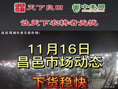 11月16日 昌邑生姜交易实况（走货稳快） ()