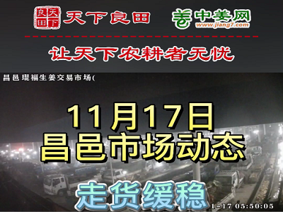 11月17日 昌邑生姜交易实况（价格缓稳） ()