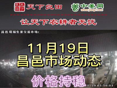 11月19日 昌邑生姜交易实况（价格平稳） ()