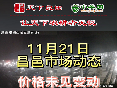 11月21日 昌邑生姜交易实况（价格平稳） ()