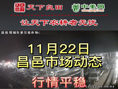 11月22日 昌邑生姜交易实况（价格平稳） ()