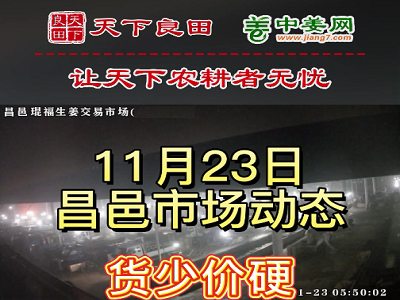 11月23日 昌邑生姜交易实况（货少价硬） ()