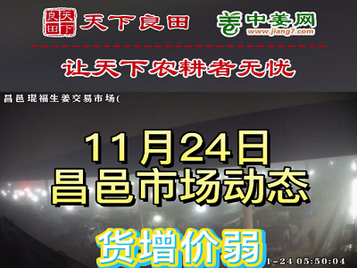 11月24日 昌邑生姜交易实况（货增价弱） ()