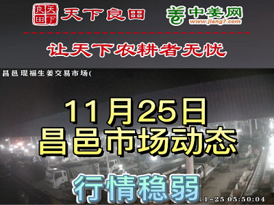 11月25日 昌邑生姜交易实况（价格稳弱） ()