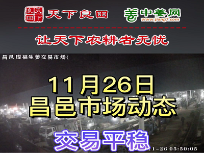11月26日 昌邑生姜交易实况（价格平稳） ()