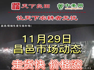 11月29日 昌邑生姜交易实况（价涨2-3毛） ()