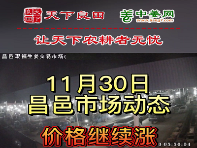 11月30日 昌邑生姜交易实况（三连涨） ()