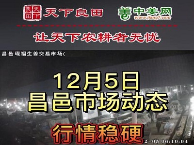 12月5日 昌邑生姜交易实况（价格偏强） ()