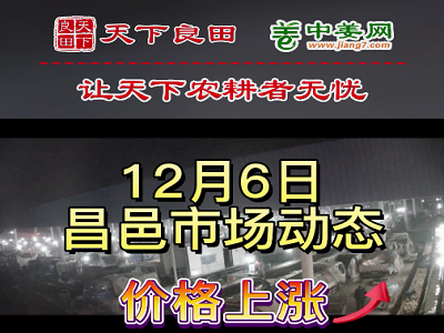 12月6日 昌邑生姜交易实况（价格上涨） ()