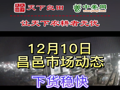 12月10日 昌邑生姜交易实况（下货稳快） ()