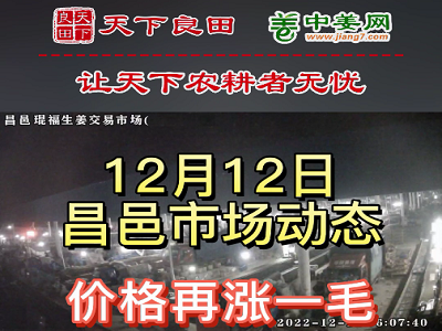 12月12日 昌邑生姜交易实况（涨价1毛） ()