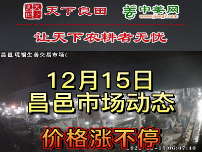 12月15日 昌邑生姜交易实况（价格暴涨） ()