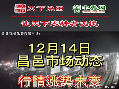 12月14日 昌邑生姜交易实况（价格四连涨） ()