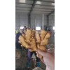 优质生姜购销19153951265