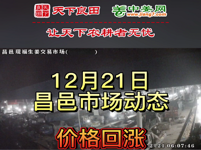 12月21日 昌邑生姜交易实况（价格涨4毛） ()