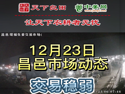12月23日 昌邑生姜交易实况（价格稳弱） ()