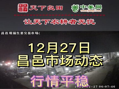 12月27日 昌邑生姜交易实况（价格持平） ()
