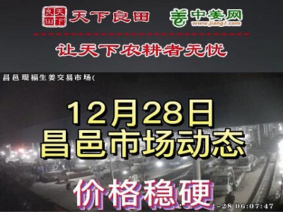 12月28日 昌邑生姜交易实况（价格稳硬） ()