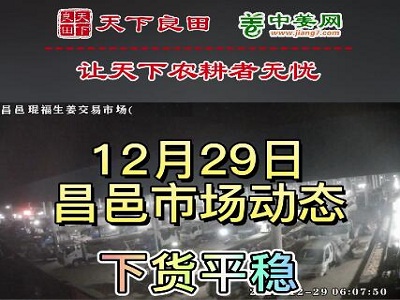 12月29日 昌邑生姜交易实况（价格平稳） ()