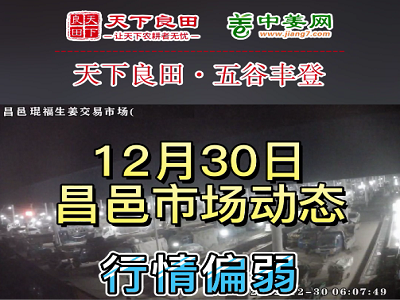 12月30日 昌邑生姜交易实况（价格偏弱） ()