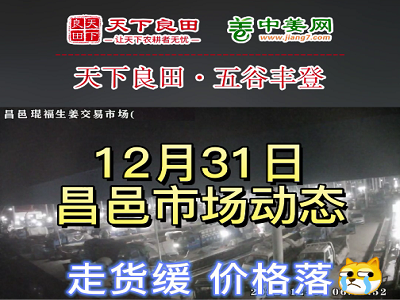 12月31日 昌邑生姜交易实况（价格落） ()