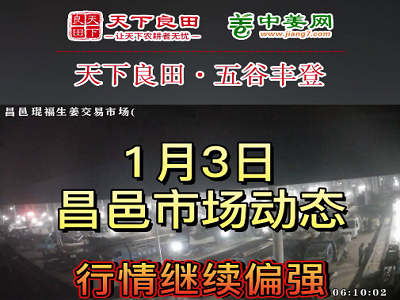 1月3日 昌邑生姜交易实况（继续涨2-3毛） ()