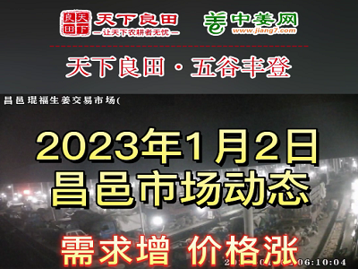 1月2日 昌邑生姜交易实况（价格涨） ()