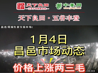 1月4日 昌邑生姜交易实况（再涨2-3毛） ()