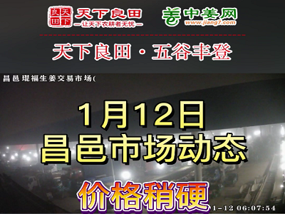 1月12日 昌邑生姜交易实况（价格偏硬） ()
