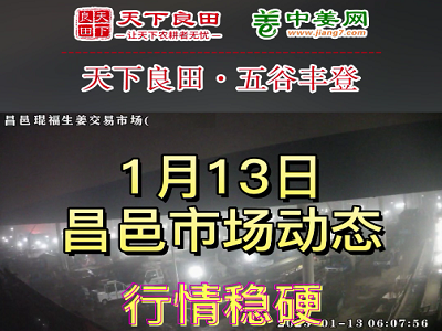 1月13日 昌邑生姜交易实况（价格上涨） ()