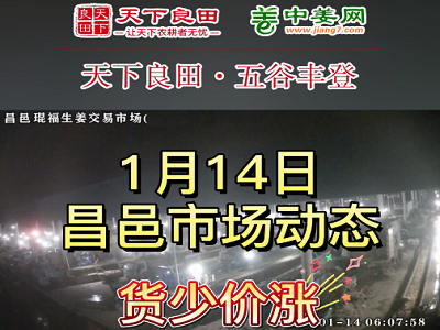 1月14日 昌邑生姜交易实况（货少价涨） ()