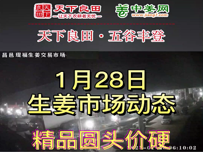 1月28日 昌邑生姜交易实况（上货量增加） ()