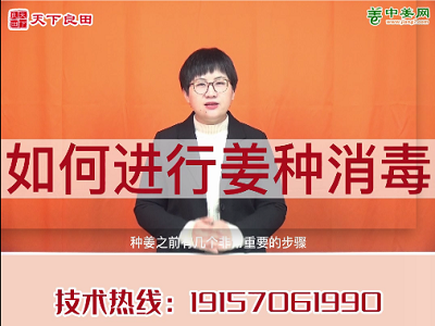 如何进行姜种消毒？ ()