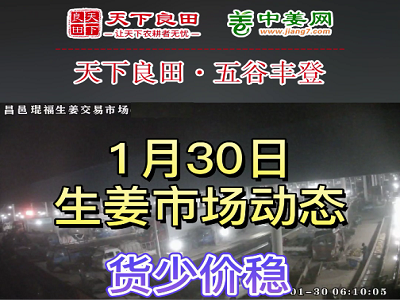 1月30日 昌邑生姜交易实况（货少价稳） ()