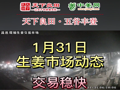 1月31日 昌邑生姜交易实况（价格上涨） ()