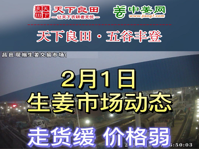 2月1日 昌邑生姜交易实况（价格偏弱） ()
