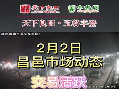 2月2日 昌邑生姜交易实况（上涨一至两毛） ()