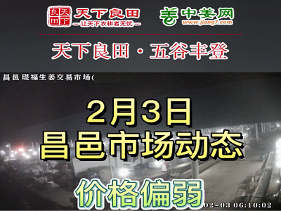 2月3日 昌邑生姜交易实况（价格下跌） ()