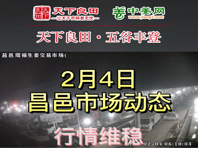 2月4日 昌邑生姜交易实况（价格持稳） ()