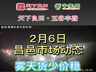 2月6日 昌邑生姜交易实况（大雾上货少） ()