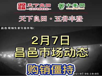 2月7日 昌邑生姜交易实况（购销僵持） ()