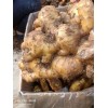 大黄姜小黄姜一手货源产地批发