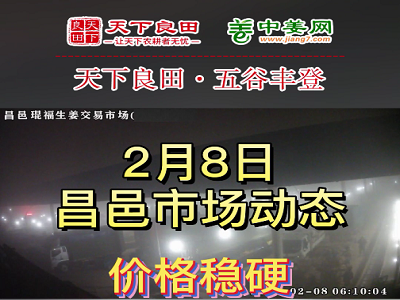 2月8日 昌邑生姜交易实况（稳中偏强） ()