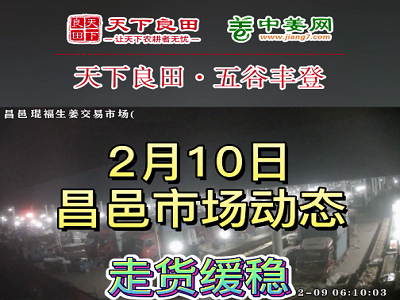 2月10日 昌邑生姜交易实况（走货缓稳） ()