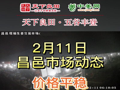 2月11日 昌邑生姜交易实况（价格稳定） ()