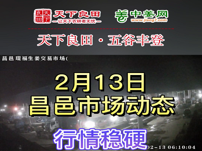 2月13日 昌邑生姜交易实况（价格稳硬） ()