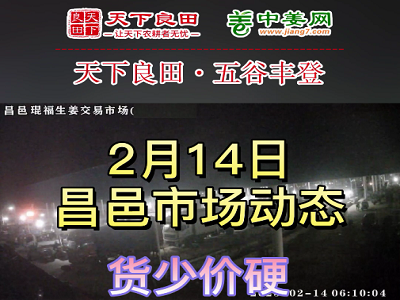 2月14日 昌邑生姜交易实况（货少价硬） ()