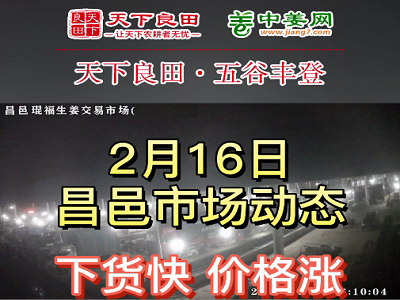 2月16日 昌邑生姜交易实况（继续涨） ()