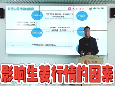 影响生姜行情的因素 ()